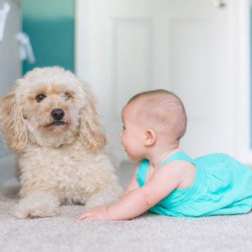 Carpet Cleaning